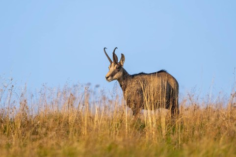 Chamois (Rupicapra rupicapra) on a meadow in the Vosges Mountains, wildlife, France