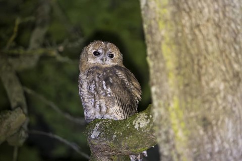 Tawny owl (Strix aluco), Westend Nord, Frankfurt am Main, Hesse, Germany