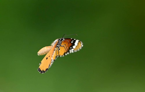 Plain Tiger butterfly (Danaus chrysippus), Sreepur, Gazipur, Bangladesh
