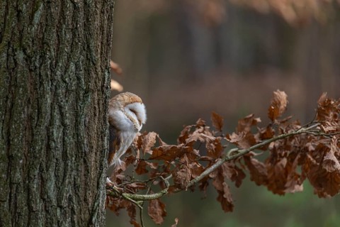 One barn owl (Tyto alba) sitting on a twig of a beech tree with some autumnal coloured leafs