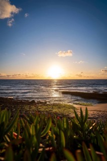 Sunset at sea with plants in the foreground and a Ste, Ericeira, Portugal