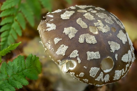Amanita Excelsa, Amanita Spissa, sunken bead, squat bead, gray fly sponge, gray pearl mushroom,