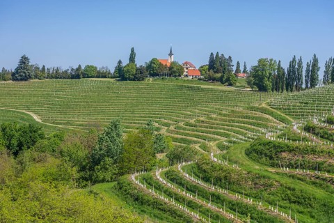 View over vineyards to the village, Jeruzalem, Ormož, Slovenia