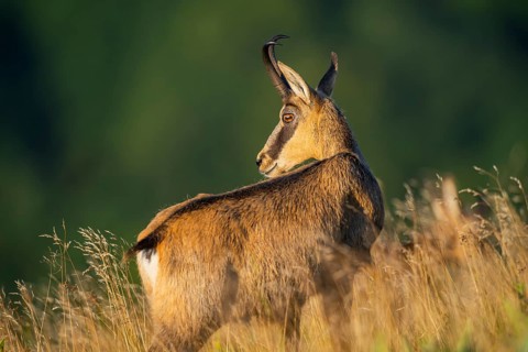 Chamois (Rupicapra rupicapra) on a meadow in the morning sun in the Vosges Mountains, wildlife,