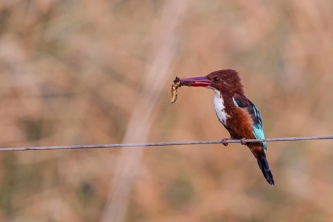 Brown kingfisher, (Halcyon smyrnensis), kingfisher, animals, birds, kingfisher family, Lahavot