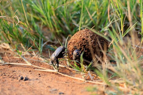 Dung beetle, sacred pill bug (Scarabaeus sacer), adult, rolling dung ball, elephant dung, for egg