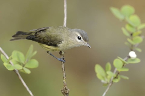Warbling Vireo (Vireo gilvus), British Columbia, Canada