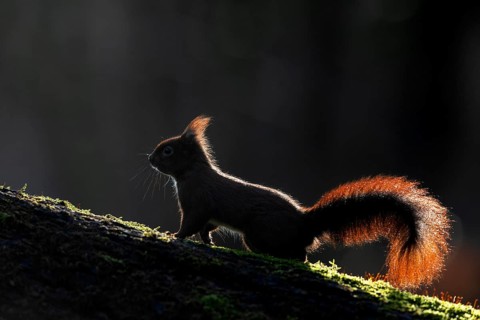 Squirrel (Sciurus vulgaris) in the light of the morning sun, sweet, cute, February, Germany