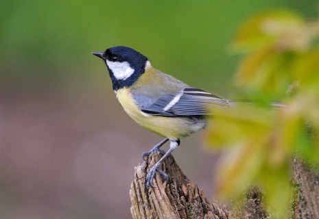 Great tit, great tit, parus major, birds, tits, passeri, songbirds, songbirds, tits, birds