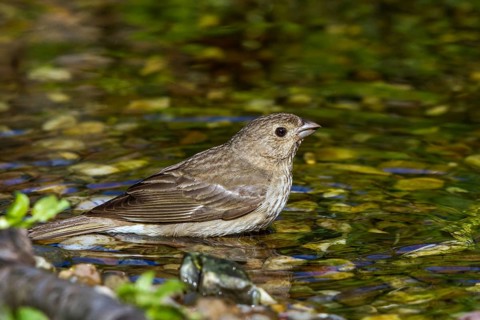Common Rosefinch (Carpodacus erythrinus) in waterhole, Mecklenburg-Western Pomerania, Germany