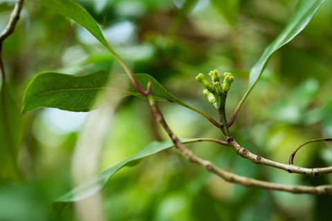 Close up of green clove buds growing on a branch of a clove tree in a tropical plantation in