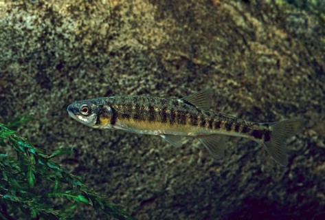 Bitterfish, minnow, Eurasian minnow, minnow, prille, phoxinus phoxinus, common minnow, fish,