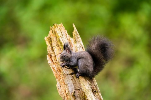 Red squirrel (Sciurus vulgaris) sitting on an old wrotten tree trunk in a forest, Bavaria, Gernany