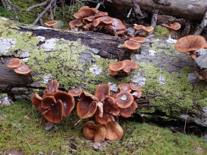 Brown mushrooms, Armillaria polymyces, growing on a moss-covered tree trunk in the forest, Tyresta