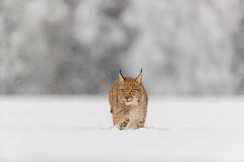 One young male Eurasian lynx, (Lynx lynx), walking over a deep snow covered meadow with a forest in