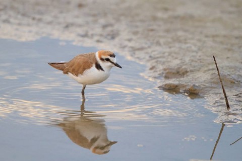 Kentish Plover (Charadrius alexandrinus) male, Mallorca, Spain