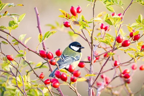 Great tit (Parus major) Germany
