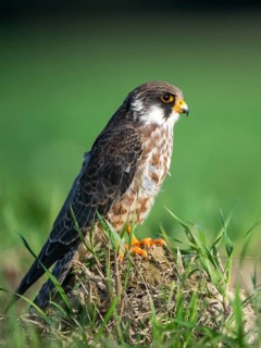 Falco vespertinus, red-footed falcon, red-footed falcon, birds, falconiformes, falcons, birds of