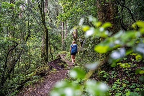 Tourist hiking through pristine mountain forest, Ukhahlamba-Drakensberg Park, KwaZulu-Natal,