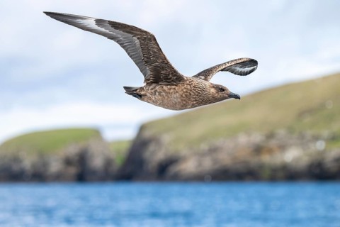 Great skua (Stercorarius skua), in flight, Noss Island, Shetland Islands, Scotland, Great Britain