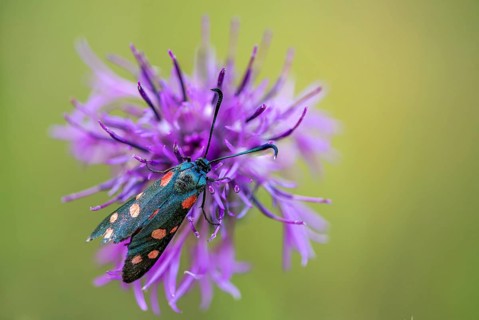 Ringed crown pea ram, billowing burnet, variable burnet moth, variable red ram, zygaena ephialtes,