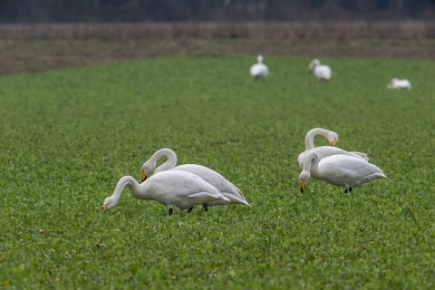 Whooper swans (Cygnus cygnus), Emsland, Lower Saxony, Germany