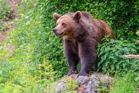A female brown bear (Ursus arctos arctos) stands on a rock in dense vegetation in hilly terrain.