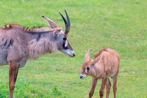 A female roan antelope (Hippotragus equinus) and her calf stand in a green meadow. South Africa