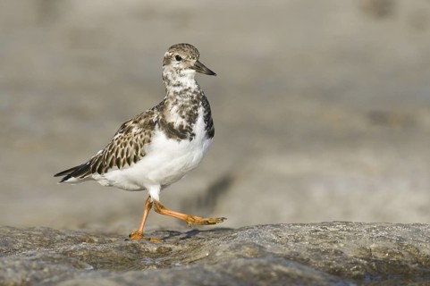 Ruddy Turnstone (Arenaria interpres), New Jersey, USA