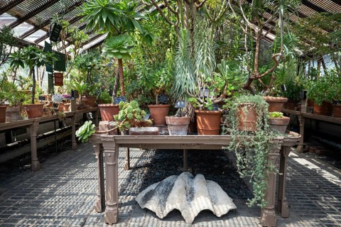 Historic greenhouse for South African plants with giant mussels under a table, Chelsea Physic
