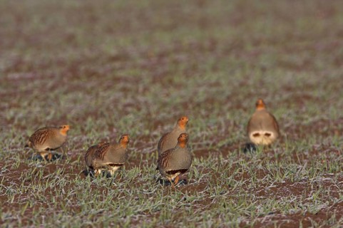 Grey Partridge (Perdix perdix), Rhineland-Palatinate, Germany