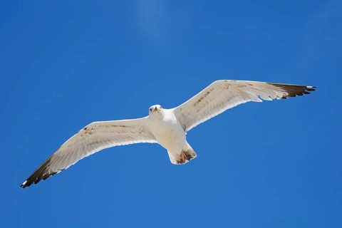 Mediterranean Gull (Larus michahellis) flying, Algarve, Portugal