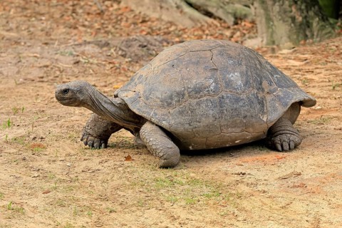 Galapagos giant tortoise (Chelonoidis niger), adult, foraging, captive, Galapagos Islands, Ecuador