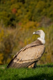 Griffon Vulture (Gyps fulvus), Castile and Leon, Spain