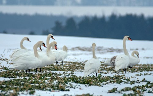 Cygnus olor, mute swan, anatidae, birds, duckbirds, cusp swan, swans, swans, birds, waterbirds,