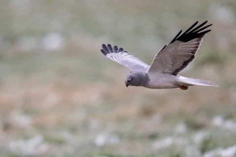 Hen harrier (Circus cyaneus), male, flying, Emsland, Lower Saxony, Germany