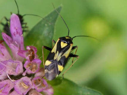 Close-up of a beetle with yellow markings, heart-shaped, aphid-hunting soft-bodied bug (Grypocoris