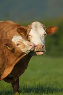 Domestic cow or cattle (Bos taurus) adult parent mother and a juvenile baby calf farm animal in a
