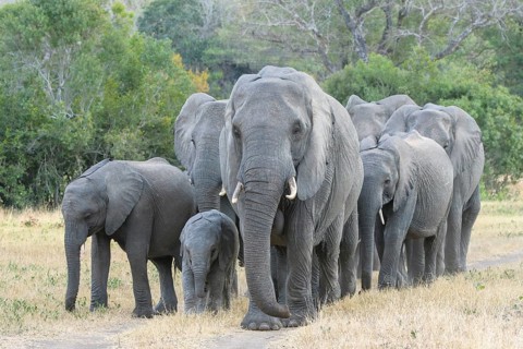 A herd of African bush elephants, (Loxodonta africana), Sabi Sands Game Reserve, Mpumalanga, South