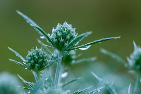 Apiaceae, umbellites, eryngium campestre, field man litter, common fallow thistle, man litter,