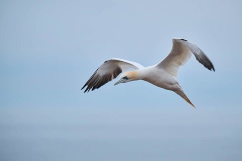 Northern gannet (Morus bassanus) flying over the sea, wildlife, Heligoland, Germany