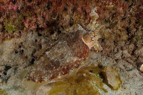 A cuttlefish with an elegant bearing, the common cuttlefish (Sepia officinalis), camouflaged in the