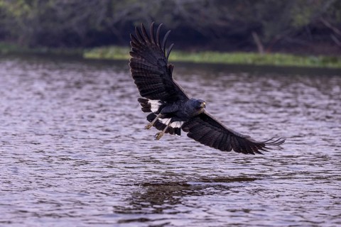 Black buzzard (Buteogallus urubitinga), approaching prey, Pantanal, Brazil