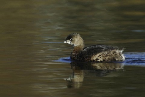 Pied-billed Grebe (Podilymbus podiceps), California, USA