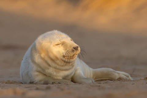 Atlantic grey seal (Halichoerus grypus) juvenile baby pup animal sleeping on sand of a beach,