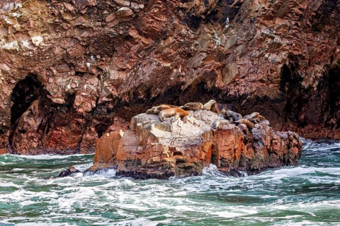 Several sea lions are lying on a rocky outcrop surrounded by rolling waves. The South American sea
