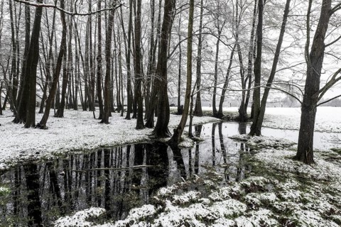 Black alder (Alnus glutinosa) in a snowy floodplain landscape, Emsland, Lower Saxony, Germany