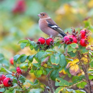 Chaffinch, (Fringilla coelebs), animals, birds, perch, finch family, Lesbos Island,