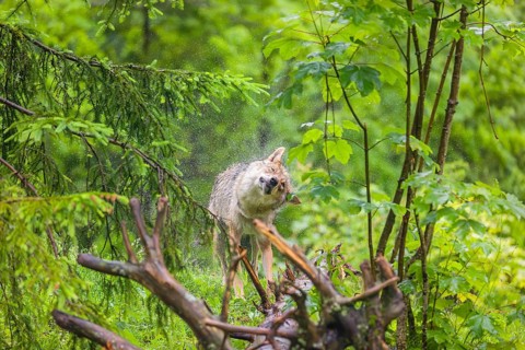 A female eurasian gray wolf (Canis lupus lupus) stands on a meadow on a hill and shakes off the