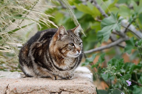 House cat lying on a wall, Algarve, Portugal